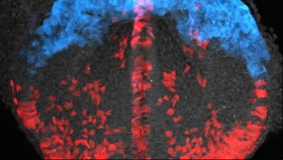 VÍDEO: Cientistas registram momento exato em que coração é formado