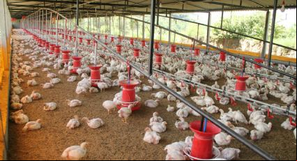 Gripe aviária: Brasil descarta três casos e reforça segurança do sistema sanitário