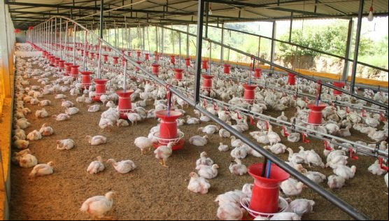 Gripe aviária: Brasil descarta três casos e reforça segurança do sistema sanitário