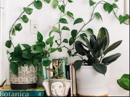 As cinco melhores plantas para decorar no seu apartamento e transformá-lo por inteiro