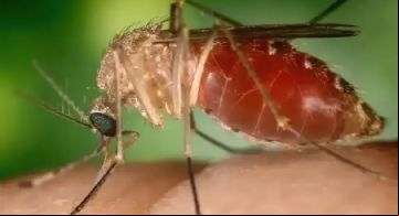 Febre Oropouche: Rio confirma duas mortes pela doença