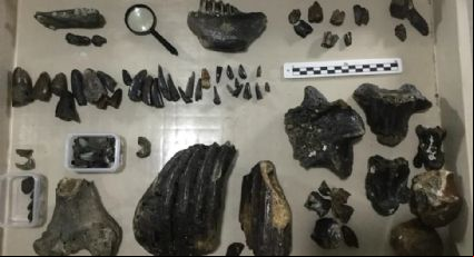 Ossos de 140 mil anos encontrados no fundo do mar guardam segredos de espécies humanas extintas